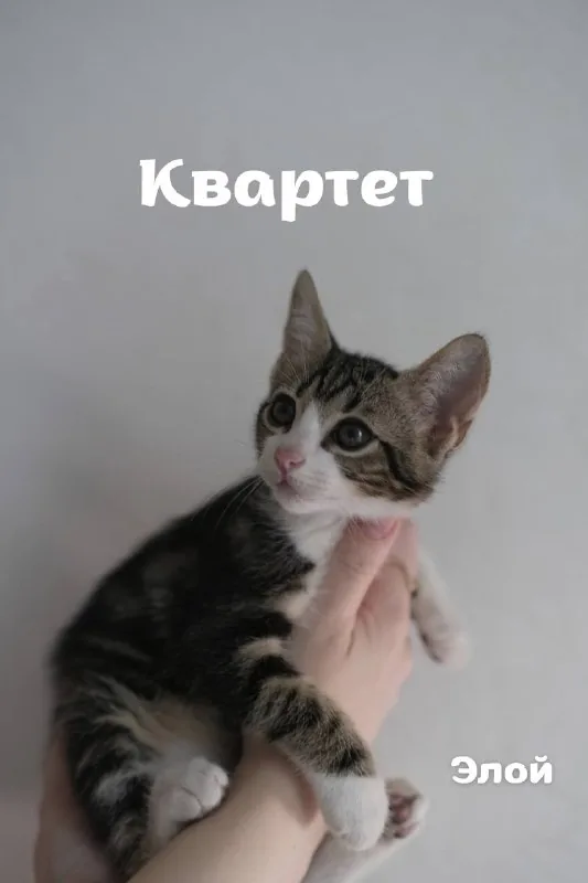 Котята, четыре котенка 1