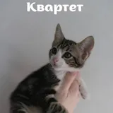 Котята, четыре котенка 1
