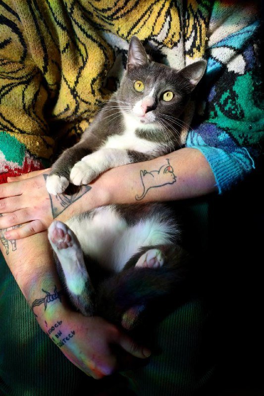 Кот Директор для дома и любви 2