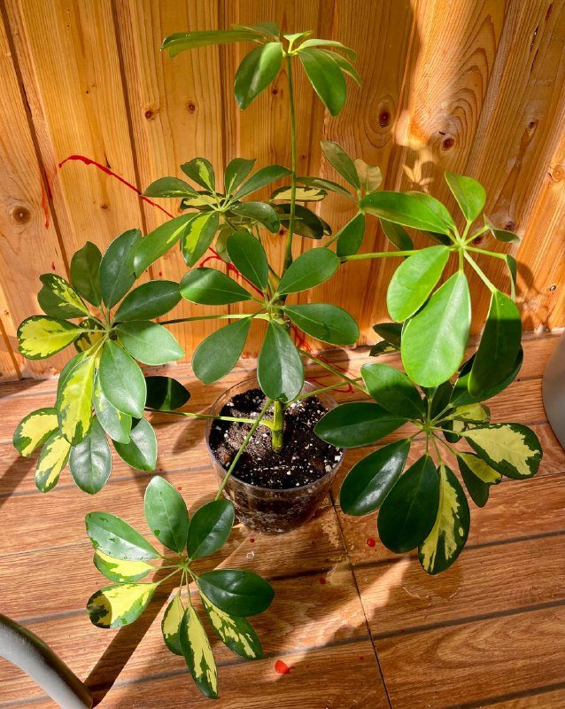 Вариегатные шефлера домашние растения