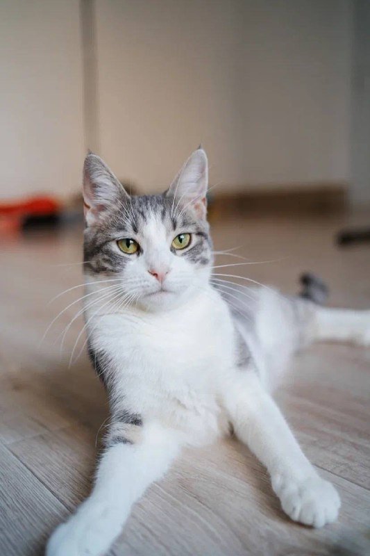 Кошка Гаечка ищет дом 2