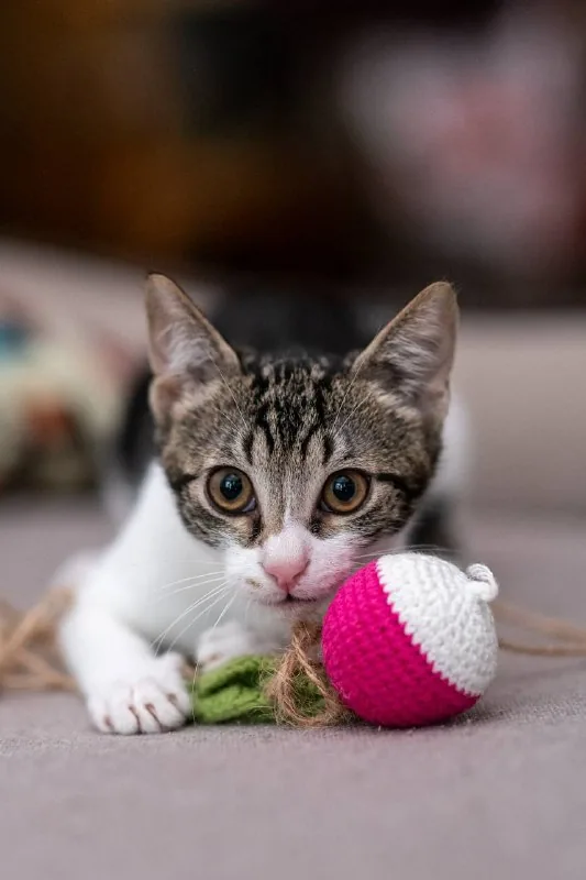Котенок Сириус 1
