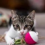 Котенок Сириус 1