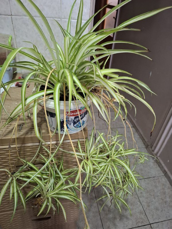 Монстера, Эуфорбия, Сингониум, Аспарагус, Композиция, Фикус 4