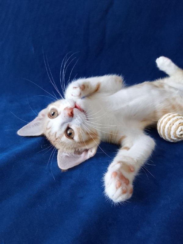 Котенок рыжий Лучик для дома 3