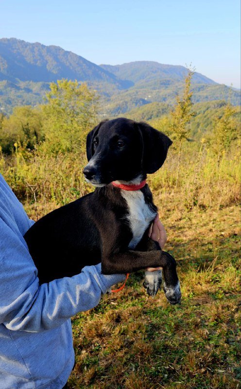 Щенок девочка Тихоня для дома и передержки