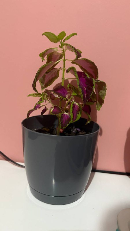 Авокадо в горшках разного размера 7