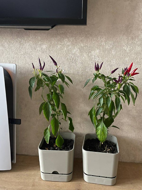 Чили перцы в горшках