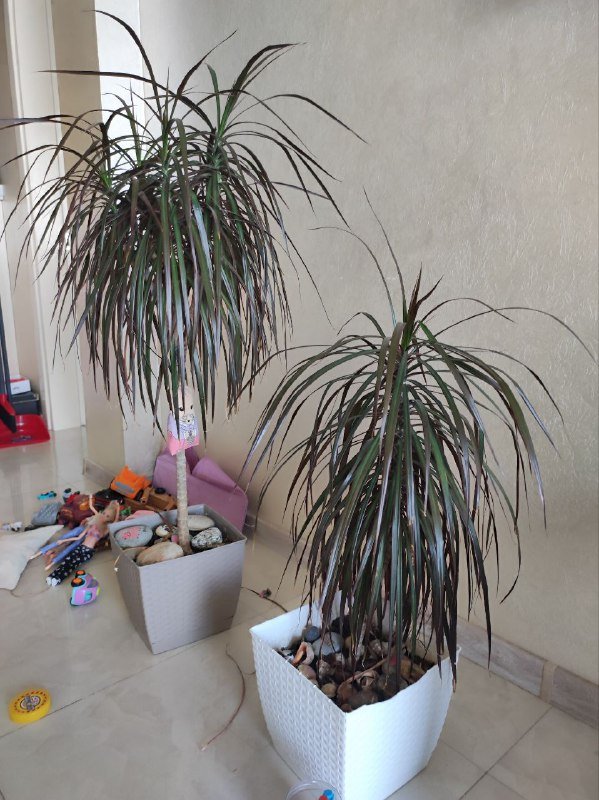 Драцены большая, с красным цветком, денежное дерево, авокадо, весенние цветы, живая ёлка