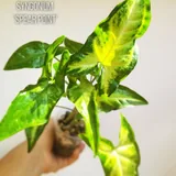 Комнатные растения, цветы 6
