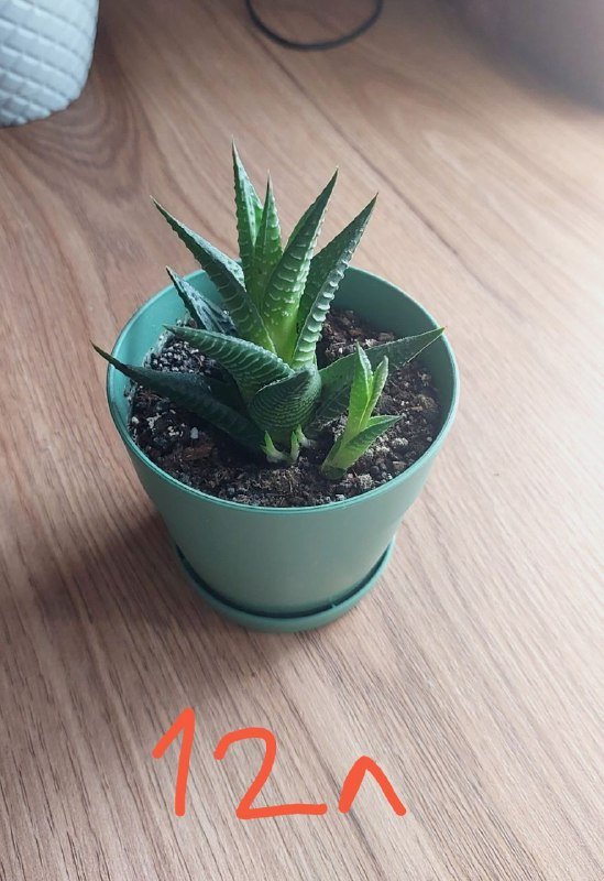 Комнатные цветы, лейка, горшок, корзинка для вещей, корзина для белья 2