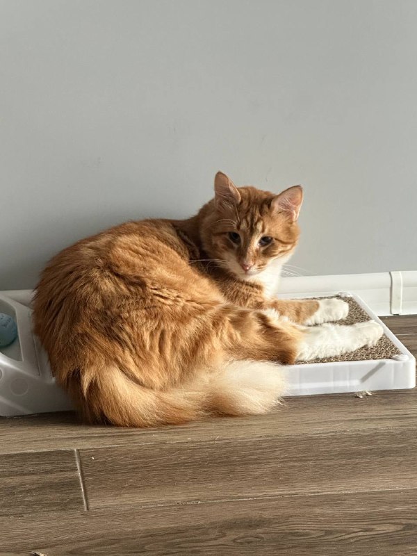 Кот Чупс в добрые руки 2