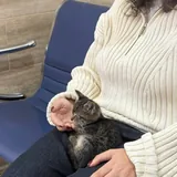 Котёнок ищет любящую семью 3