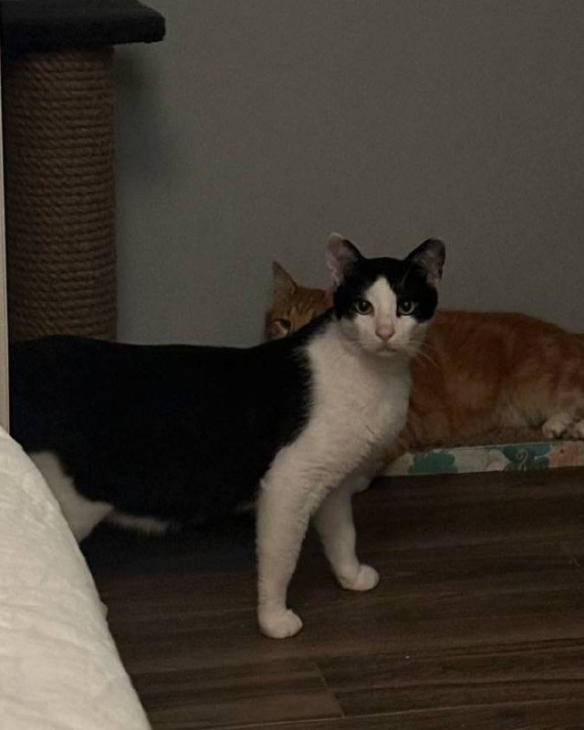 Кот Тесла ищет дом или передержку 3