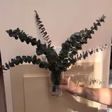 Декоративные эвкалиптовые веточки, стакан 2