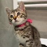 Котенок Синди 3