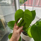 Комнатные цветы, растения 4