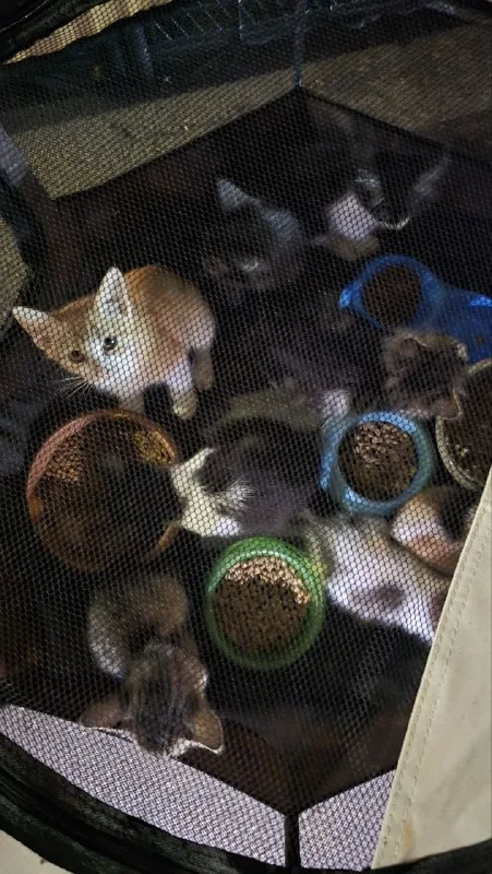 Котята 1