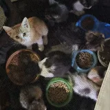Котята 1