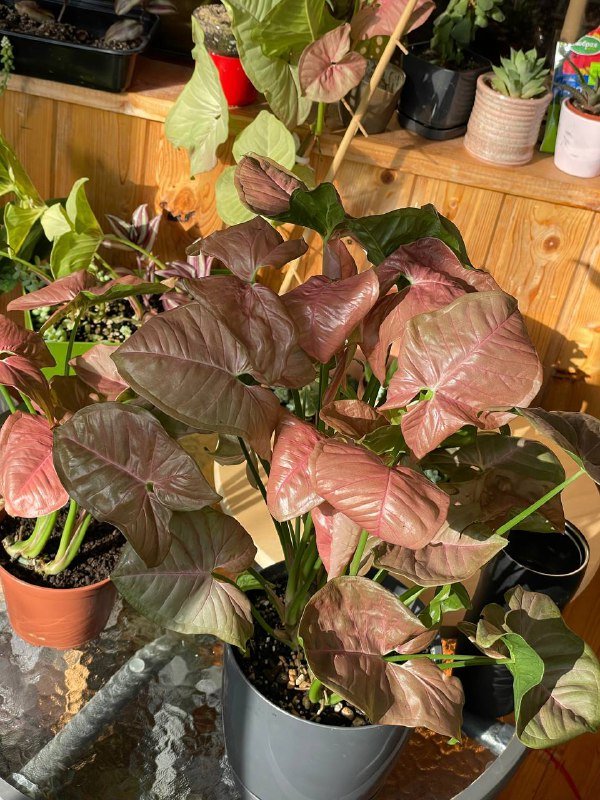 Розовый сингониум Пинк Неон домашнее растение 3