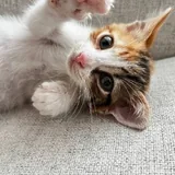 Котенок 2