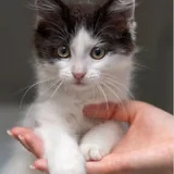 Котенок 4