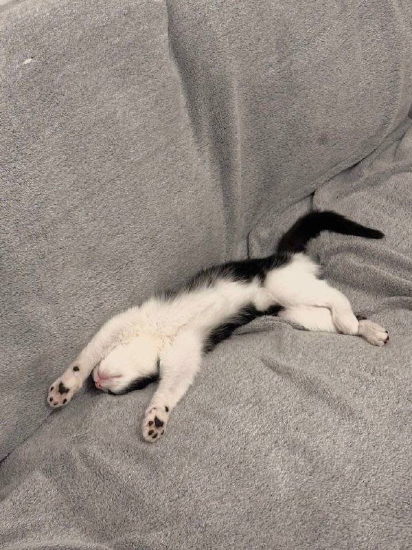 Котёнок метис, девочка, 3-4 месяца 4