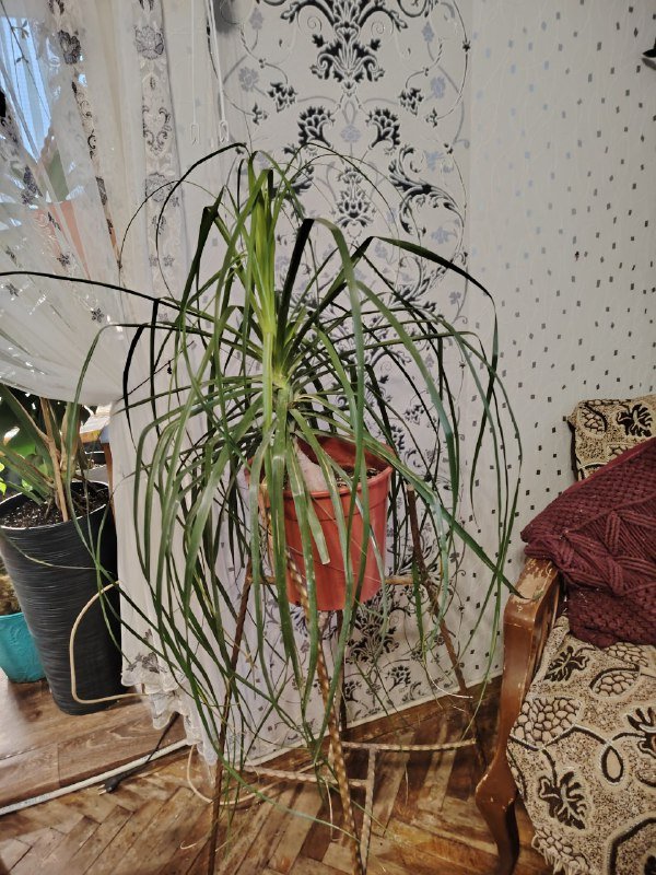 Комнатные растения 3