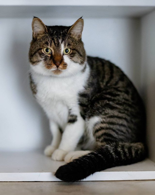 Кот Толик для дома и любви