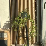 Комнатные растения в горшках 3
