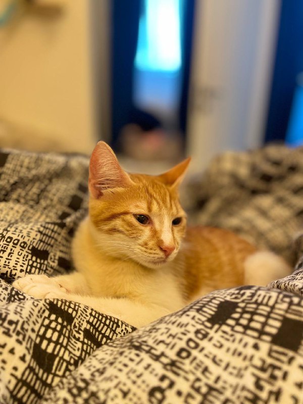 Рыженький котёнок девочка Пенни 3