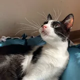 Томми, кошка 2