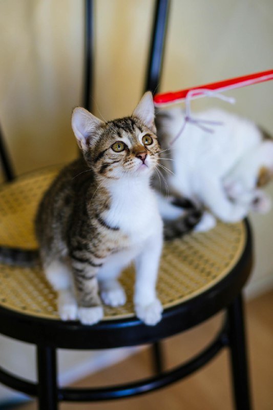 Три котёнка Афанасий, Антонина, Нюра