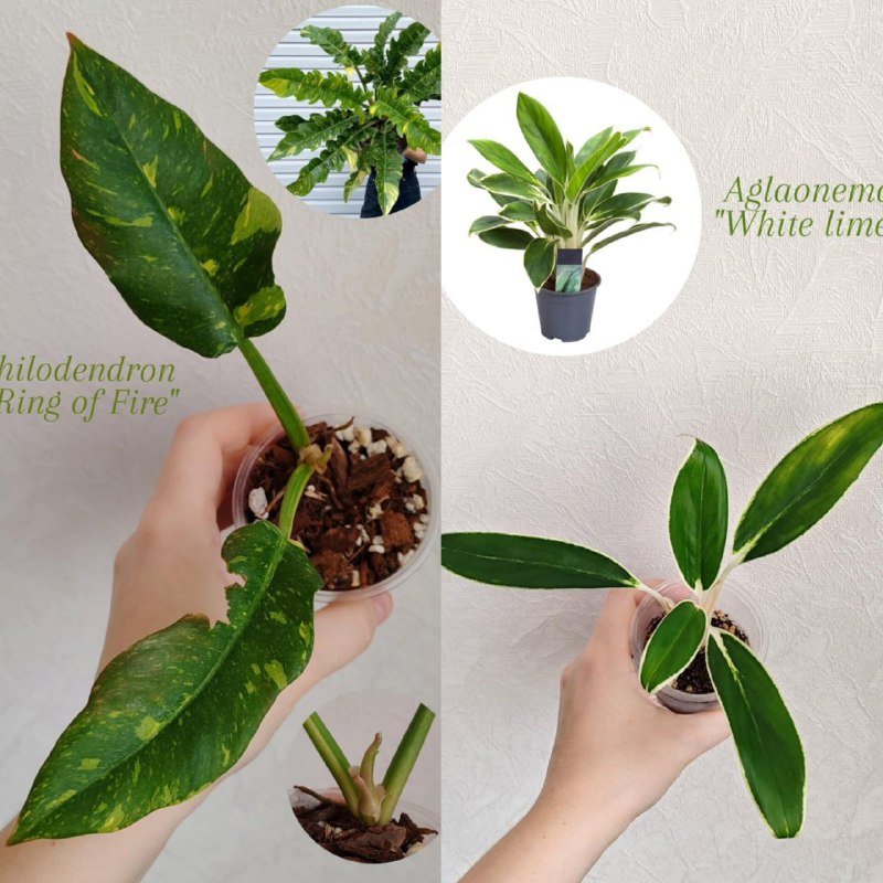 Комнатные растения 4