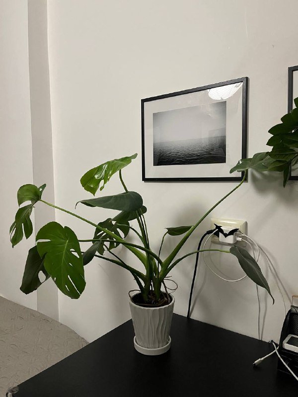 Большая Монстера в керамическом горшке 3