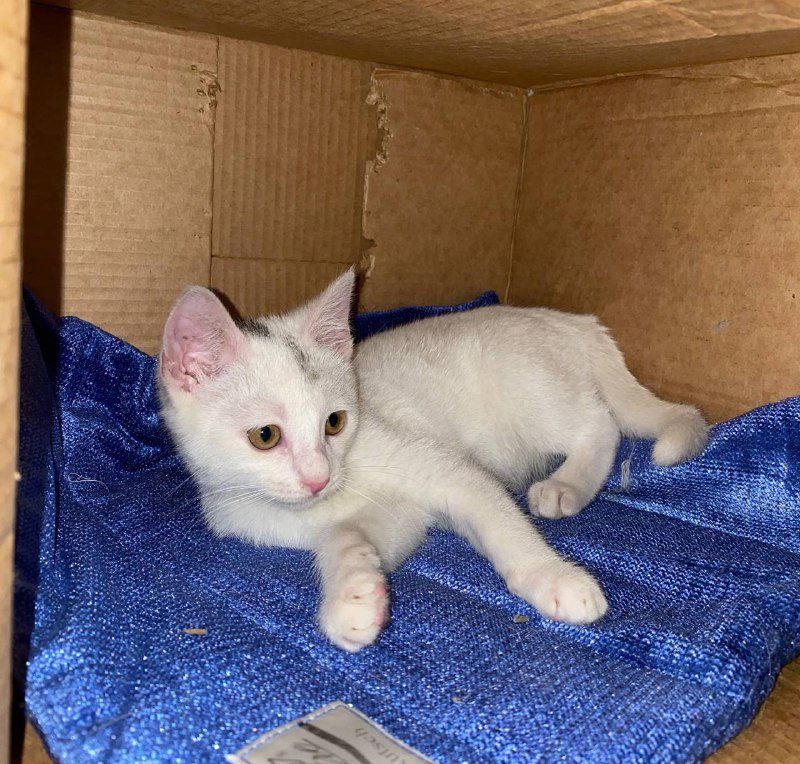 Котенок Зефирка 3 месяца в добрые руки 3