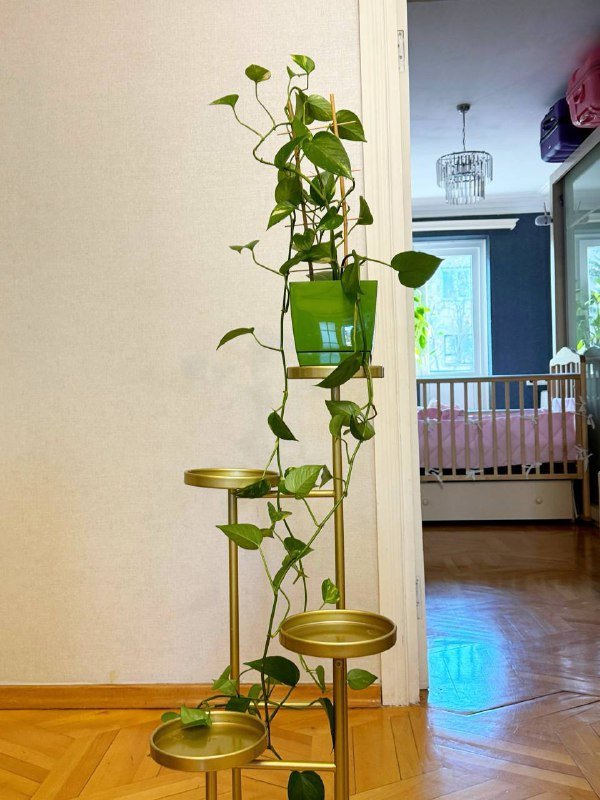 Цветок и подставка под комнатные растения