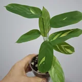 Oxalis, succulents, and houseplants 9