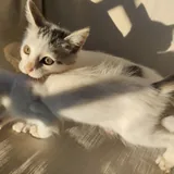 Два котенка 4