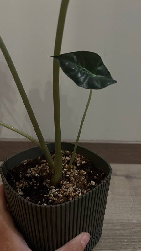 Алоказия с ростком 2
