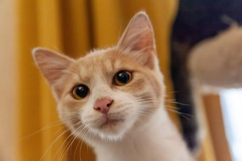 Рыжий котёнок Печенька, 4 месяца 1