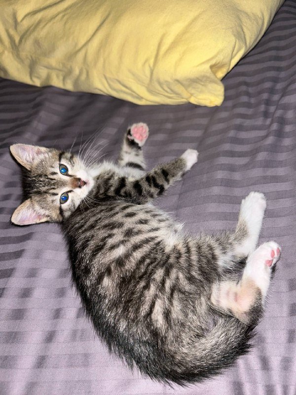 Котёнок Ричи ищет дом и хозяина 2