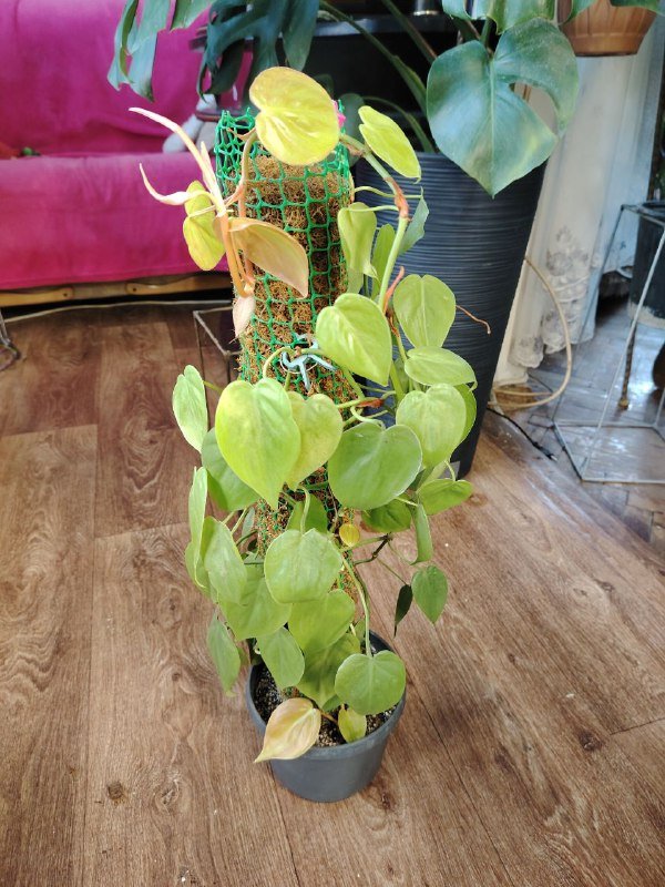 Сциндапсус, Эпипремнум марбл квин, Филодендрон неон 3