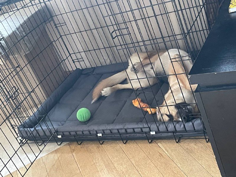 Клетка для собак