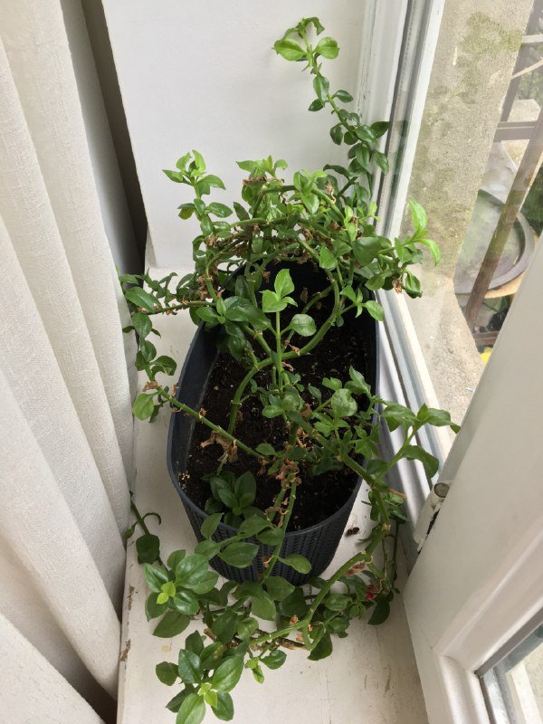 Монстера, Авокадо, Аптения растения 3