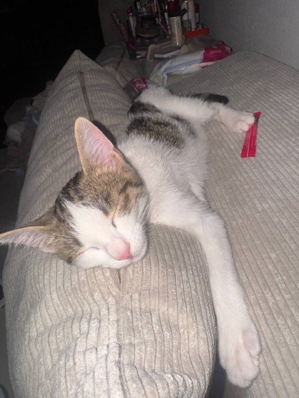 Котёнок в добрые руки