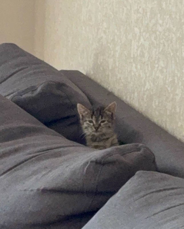 Котенок девочка 1.5 месяца, приучена к лотку 5