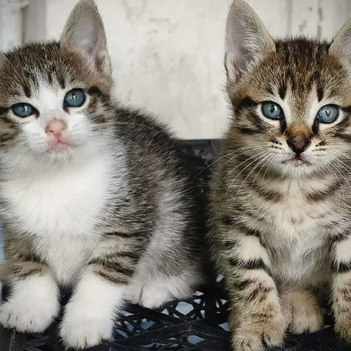 Котята мальчик и девочка ищут дом