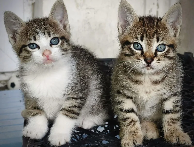 Котята мальчик и девочка ищут дом