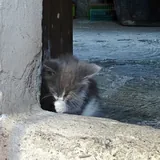 Котята 4